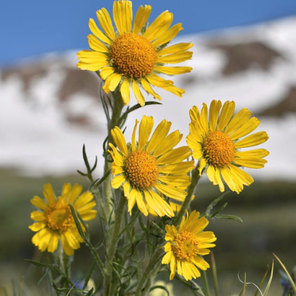 Meet your Posher, dani!